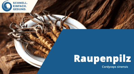 Martin Auerswald - Cordyceps Portrait