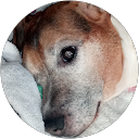 Beate Krogel profile picture