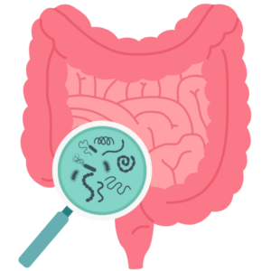 SIBO Logo Icon